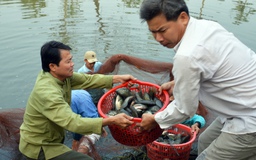 Người nuôi cá bổi U Minh khốn khó vì nạn làm giả thương hiệu