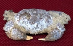 Bất ngờ thú vị với hơn 40 mẫu hóa thạch cua đá