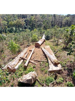 Kon Tum: Xử lý 11 dự án làm mất rừng