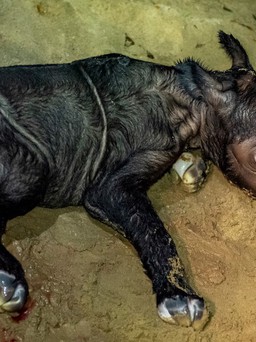 Tê giác Sumatra cực hiếm sinh con
