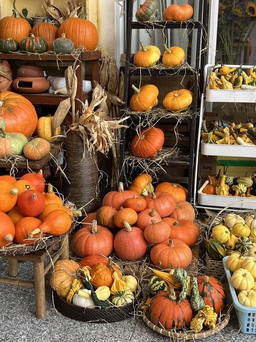 'Săn' bí ngô khổng lồ mùa Halloween: Tới 7 triệu/quả, tìm đỏ mắt không có hàng