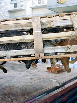Giải cứu hơn 1.000 con mèo sắp bị giết mổ để làm giả thịt heo, cừu