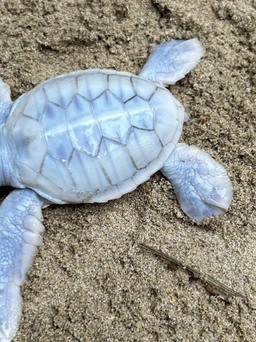 Rùa biển bạch tạng quý hiếm chào đời tại Côn Đảo