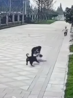 Bé gái bị chó cắn, nhiều thành phố Trung Quốc bắt chó thả rông để tiêu hủy