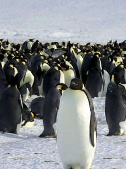 Cúm gia cầm lần đầu xuất hiện ở Nam Cực, đe dọa chim cánh cụt