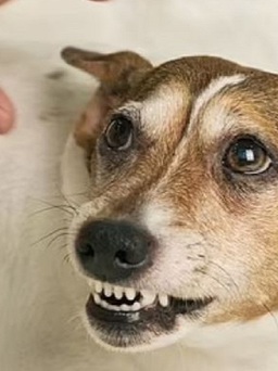 Bị chó cắn: 4 điều cần làm để bảo vệ mình