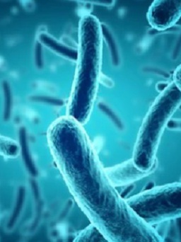 Vụ ngộ độc sau đêm Trung thu: Vi khuẩn Salmonella nguy hiểm như thế nào?