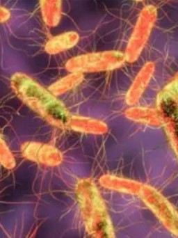 Vụ ngộ độc sau đêm trung thu: Vi khuẩn Salmonella thường gặp trong thực phẩm nào?