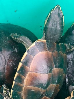 Vào khu bảo tồn bắt trộm 41 cá thể rùa quý hiếm