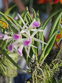 Hơn 600 tác phẩm hoa phong lan quy tụ tại hội thi hoa phong lan toàn quốc