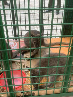 Trung tâm cứu hộ tiếp nhận 4 con chuột túi ở Cao Bằng