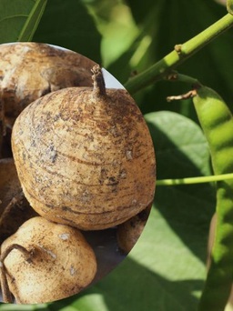 Hạt cây củ đậu có độc tính như thế nào?