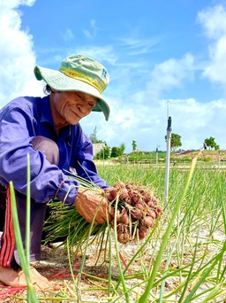 Quảng Ngãi: Người dân Lý Sơn đội nắng thu hoạch hành  xuyên trưa