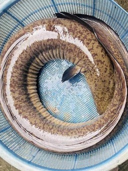 Quảng Ngãi: Cá chình 'khủng' 16 kg dính câu trên sông Trà Khúc