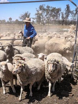 Khủng hoảng thịt cừu tại Úc, người chăn nuôi phải mang cho không