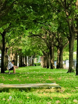 Vì sao phải chặt cổ thụ 100 tuổi để làm công trình giao thông?