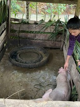 Vì đâu dê, lợn lăn đùng ra chết ?