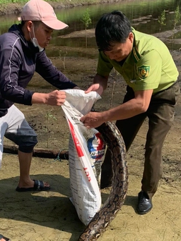 Quảng Trị: Giải cứu con trăn gấm dài hơn 3 m mắc lưới