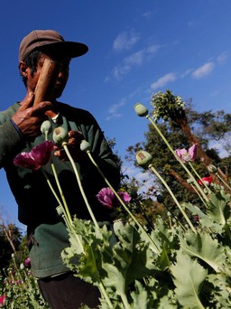 Myanmar vượt Afghanistan trở thành nước sản xuất thuốc phiện lớn nhất thế giới