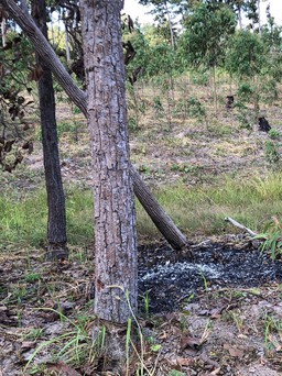 Gia Lai: Lâm tặc khoan gốc, đổ hóa chất vào cây để phá rừng