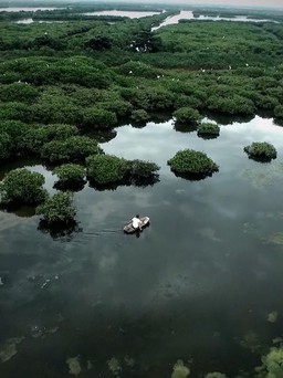 Khu bảo tồn thiên nhiên rừng ngập mặn - ‘lá phổi xanh’ của tỉnh Thái Bình