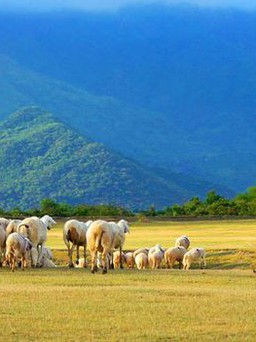 Ninh Thuận có làng Mông Cổ, tháp Po Klong Garai và đàn cừu lên hình đẹp 'xỉu'