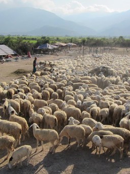 Ninh Thuận tuyển chọn 1.000 con cừu đẹp 'khoe sắc' trên đường phố