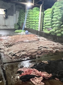 Đà Nẵng: Kiểm tra đột xuất, phát hiện cơ sở sơ chế 4 tấn da bò hôi thối