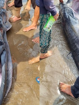 Ngư dân Trà Vinh an táng cá Ông khoảng 300 kg