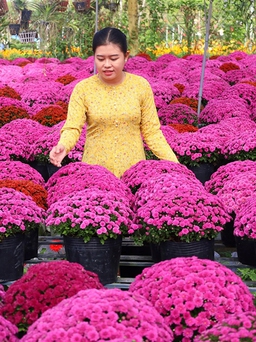 Hoa kiểng tết mới vào mùa đã lo giảm giá