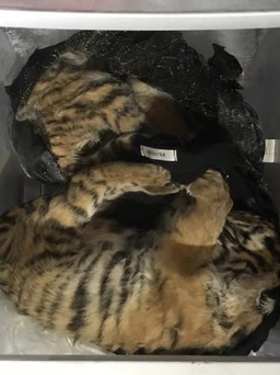 Hà Tĩnh: Phát hiện xác 5 con hổ trong nhà dân