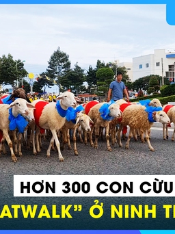 Độc lạ: Hơn 300 con cừu đeo nơ xanh đỏ, 'catwalk' trên đường phố Ninh Thuận
