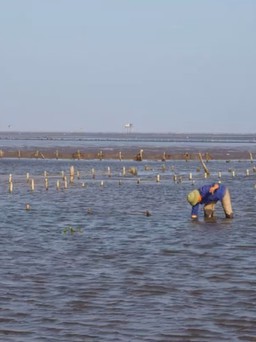 Huyện Thái Thụy xác định phát triển kinh tế biển là hướng đột phá