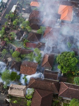 Tranh cãi quanh kế hoạch thả 200 triệu con muỗi để chống sốt xuất huyết ở Bali