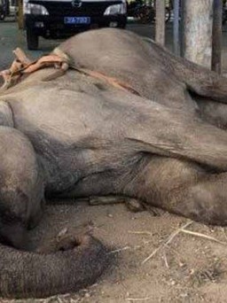 Vừa được đem về cứu hộ chưa đầy 1 tháng, voi nhà chết vì nghi 'bị voi khác đánh'