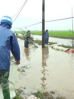Nông dân Quảng Trị xót ruột nhìn ruộng lúa ngập trong biển nước