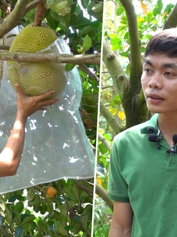 Cử nhân IT về quê trồng mít ruột đỏ thu hơn nửa tỉ mỗi năm