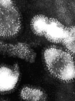 Campuchia phát hiện thêm 12 ca nghi nhiễm H5N1 sau khi một bé gái tử vong