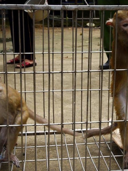 Hà Tĩnh: Người dân giao nộp 3 cá thể khỉ quý hiếm cho kiểm lâm
