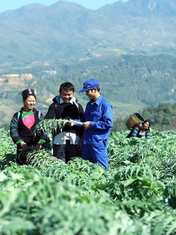 Việt Nam sẽ tham gia thị trường thảo dược toàn cầu
