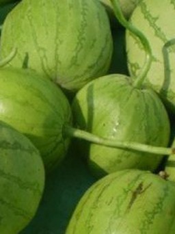 Thu nhập tiền triệu mỗi ngày từ bán dưa hấu non thải loại