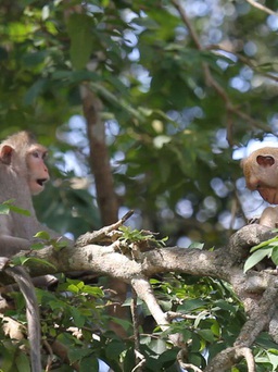 Khánh Hòa: Đàn khỉ 200 con quậy phá người dân Ninh Ích