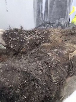 Xem gấu nâu 3.500 năm tuổi ướp xác hoàn hảo trong băng vĩnh cữu