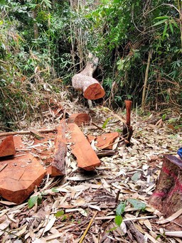 Bình Định: 15 cây gỗ rừng bị lâm tặc đốn hạ trái phép