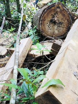 Nạn phá rừng ở Gia Lai: Nhiều cây rừng bị đốn hạ trái phép ở Sơ Pai