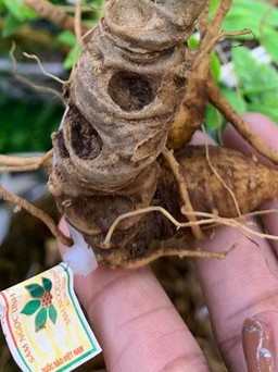 Nhận diện loại sâm bị 'phù phép' thành sâm Ngọc Linh để lừa người tiêu dùng