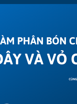 Cùng sống xanh số 28: Chàng cử nhân sinh học biến phế phụ phẩm của dây ấu thành phân không mùi cho hoa kiểng