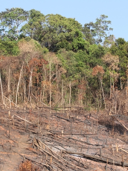Đắk Nông: Phá rừng sản xuất, nhóm ‘lâm tặc’ bị xử phạt hơn 193 triệu đồng