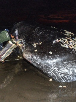 Liên tiếp cá voi khổng lồ chết trên bãi biển Bali
