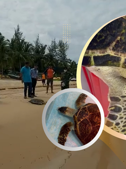 ‘Nằm viện’ một năm, thoát chết kỳ diệu: Cá thể rùa được thả về biển ở Phú Quốc